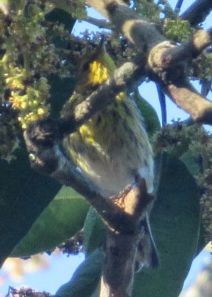 Cape May Warbler - ML136764091
