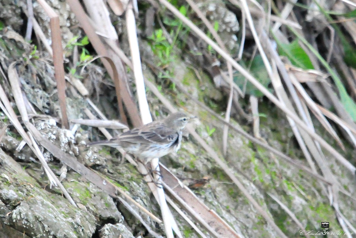 Water Pipit - ML136765631