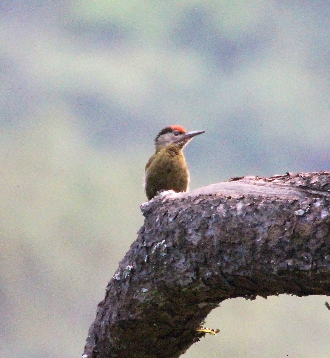 Gray-headed Woodpecker - ML136766331