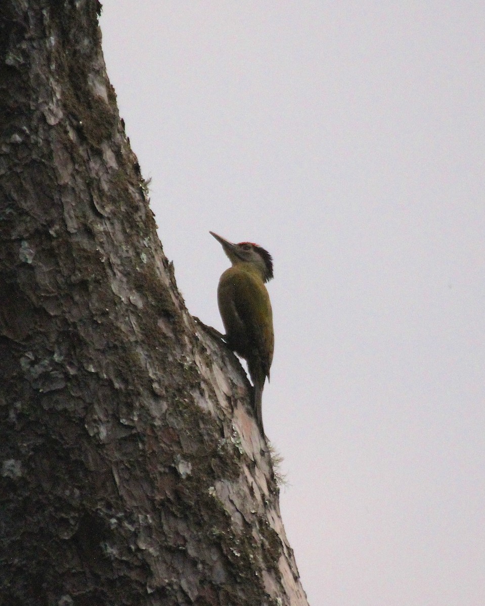 Gray-headed Woodpecker - ML136766341