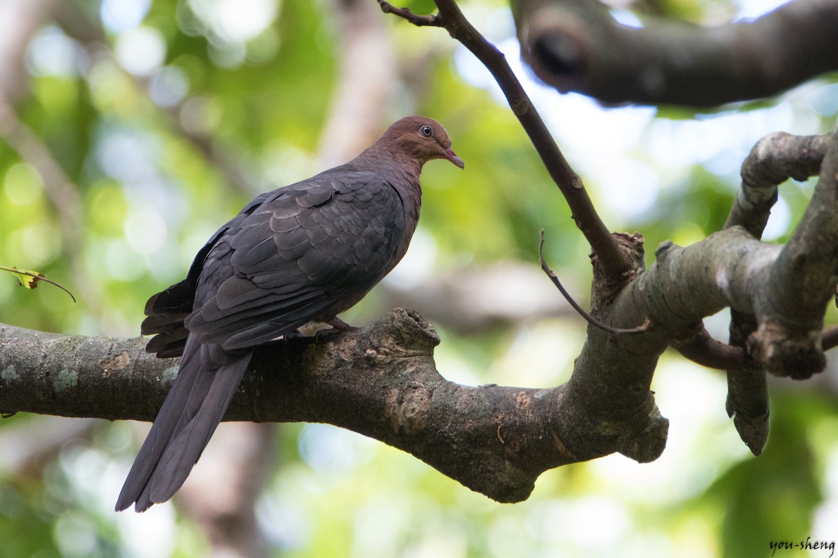 Philippine Cuckoo-Dove - ML136766671