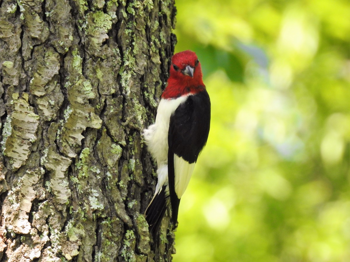 Red-headed Woodpecker - ML136768011