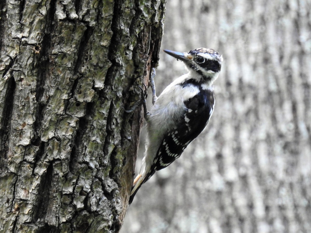 Hairy Woodpecker - S. K.  Jones