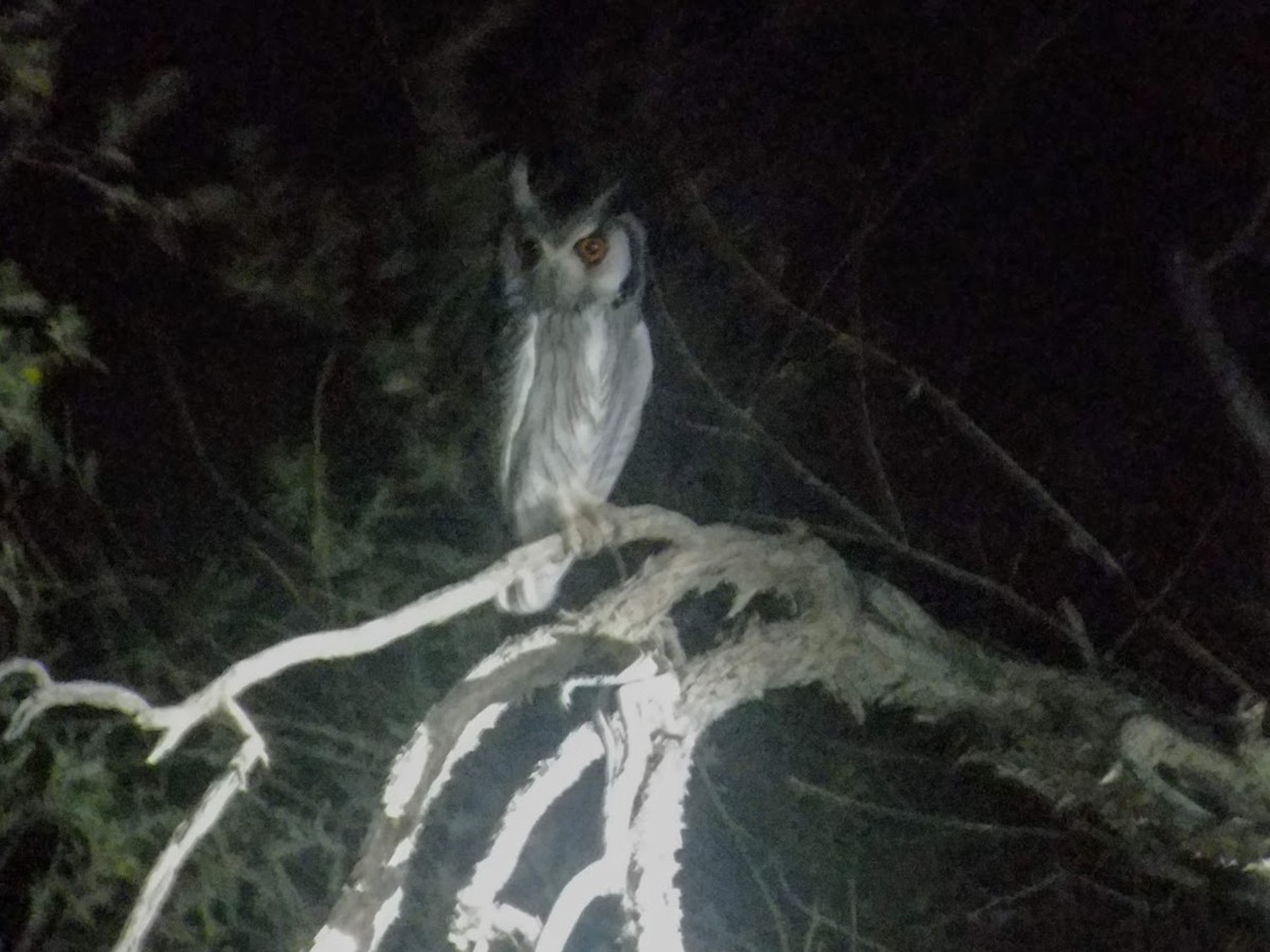 Southern White-faced Owl - ML136768871