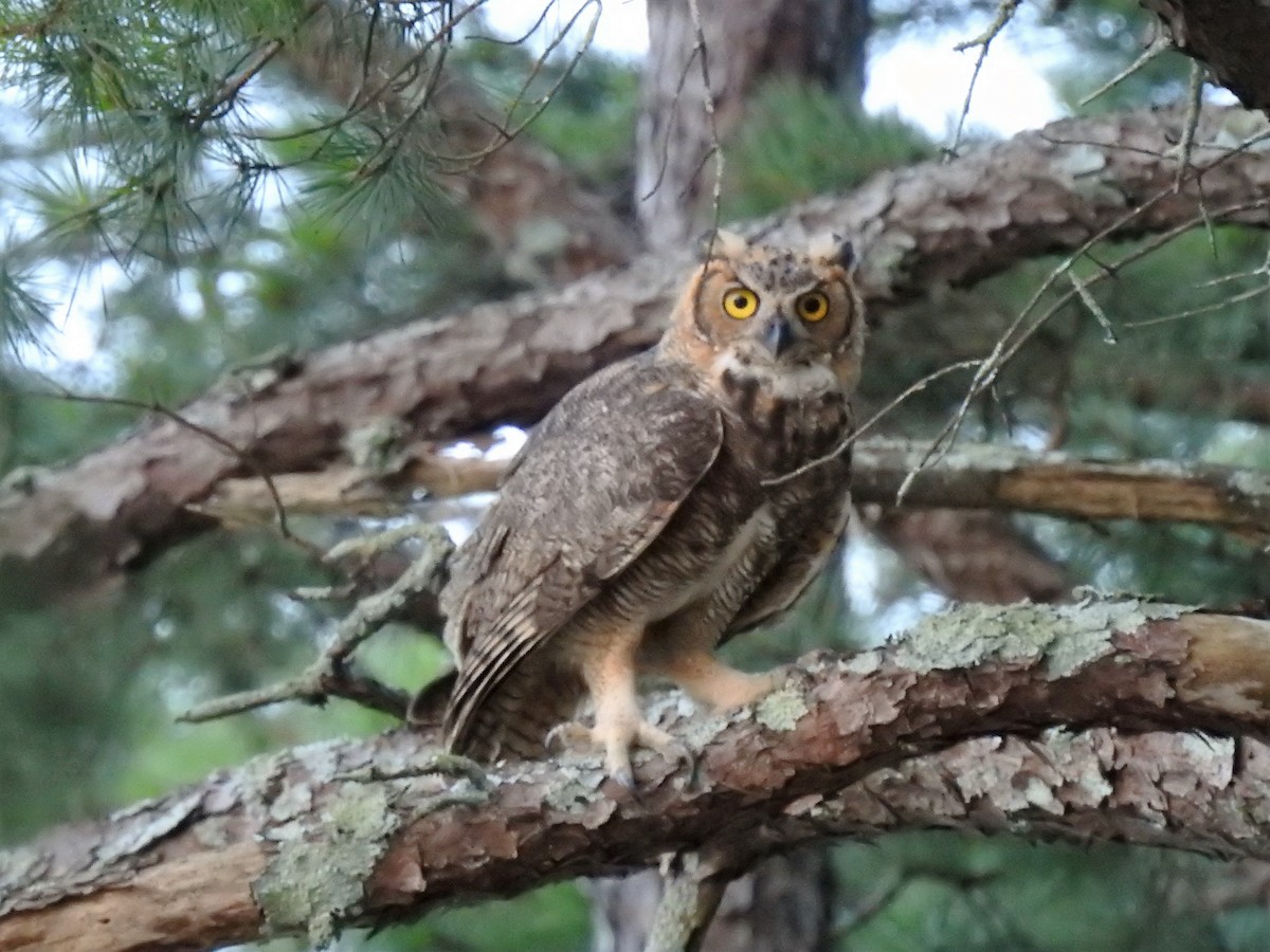 Great Horned Owl - S. K.  Jones