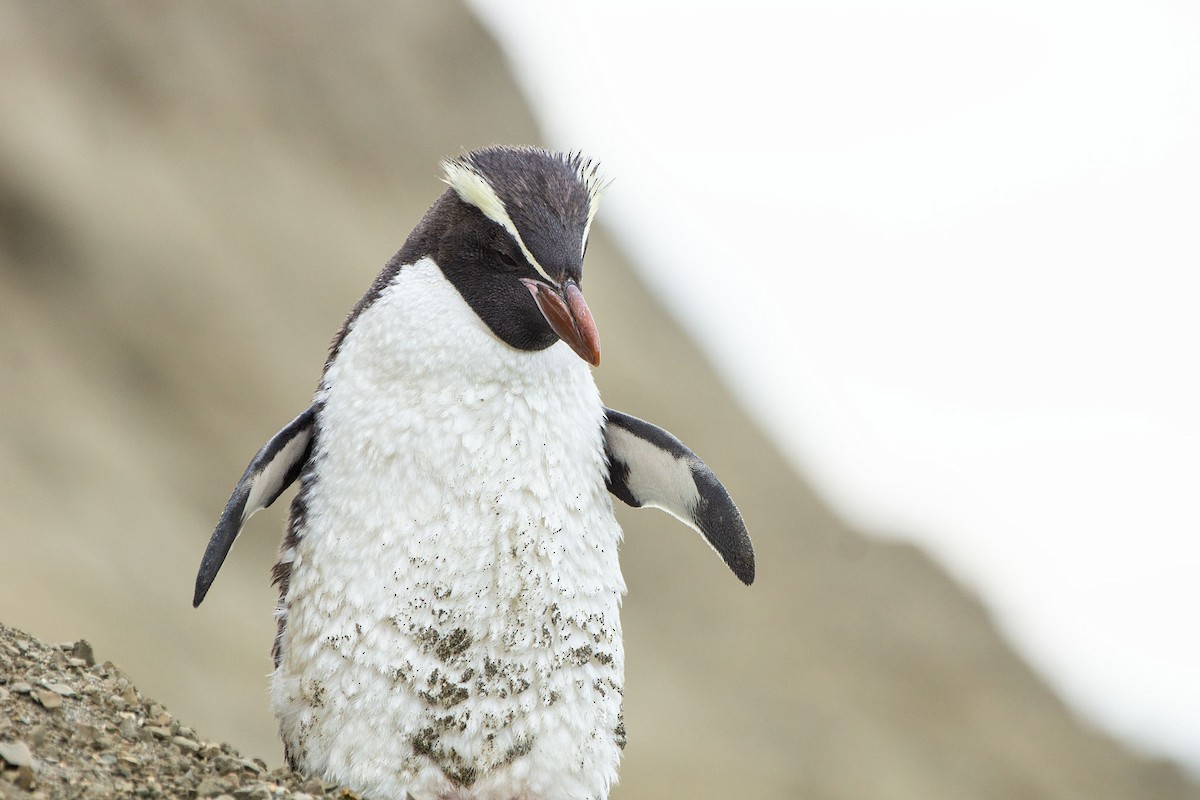 Снарский пингвин - ML136769441