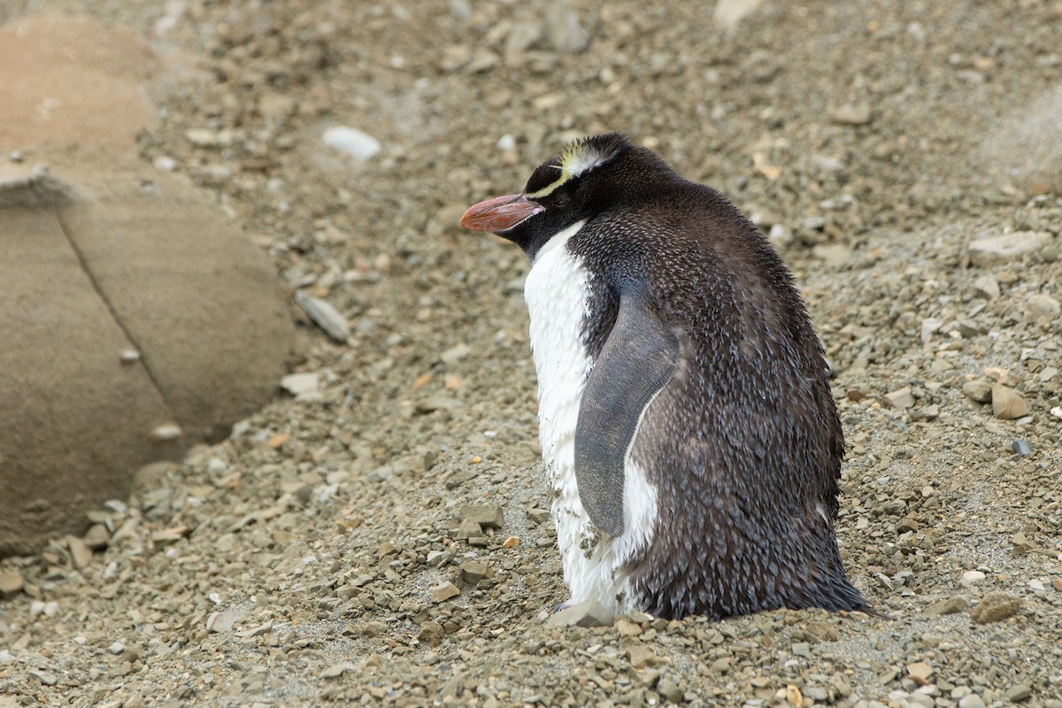 Снарский пингвин - ML136769481