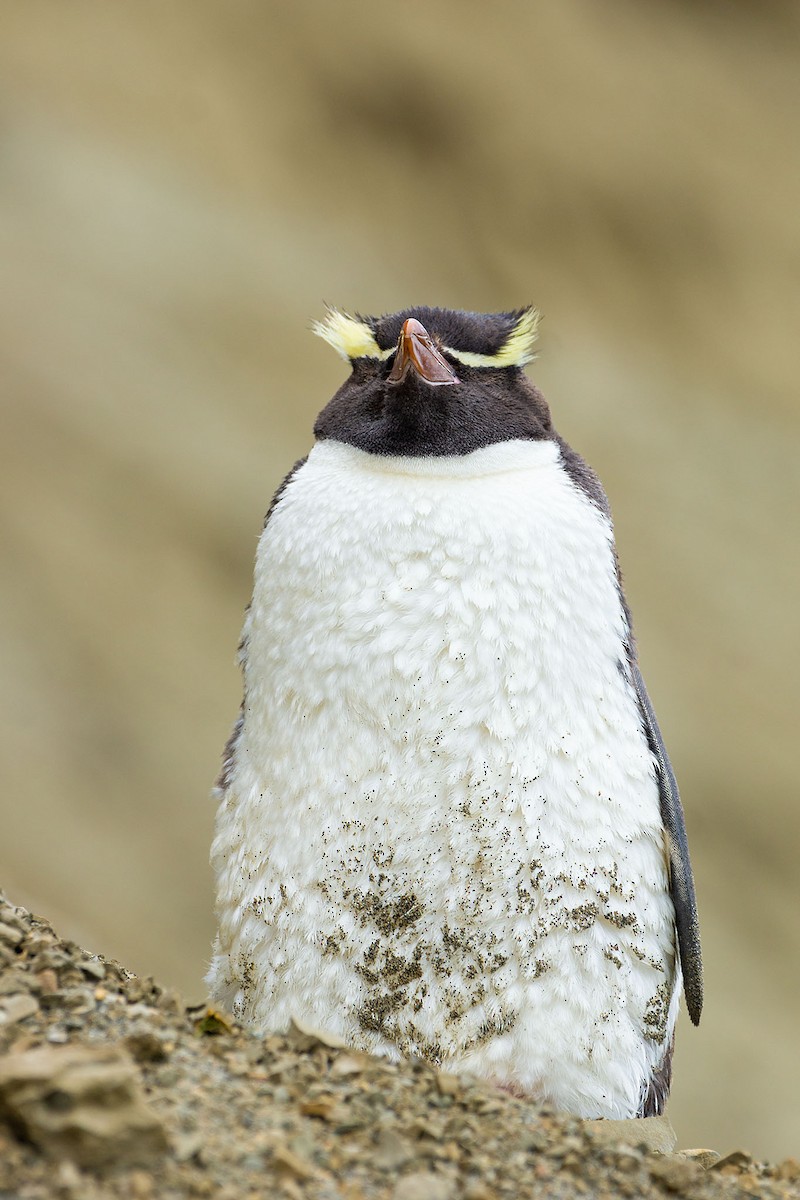 Снарский пингвин - ML136769491