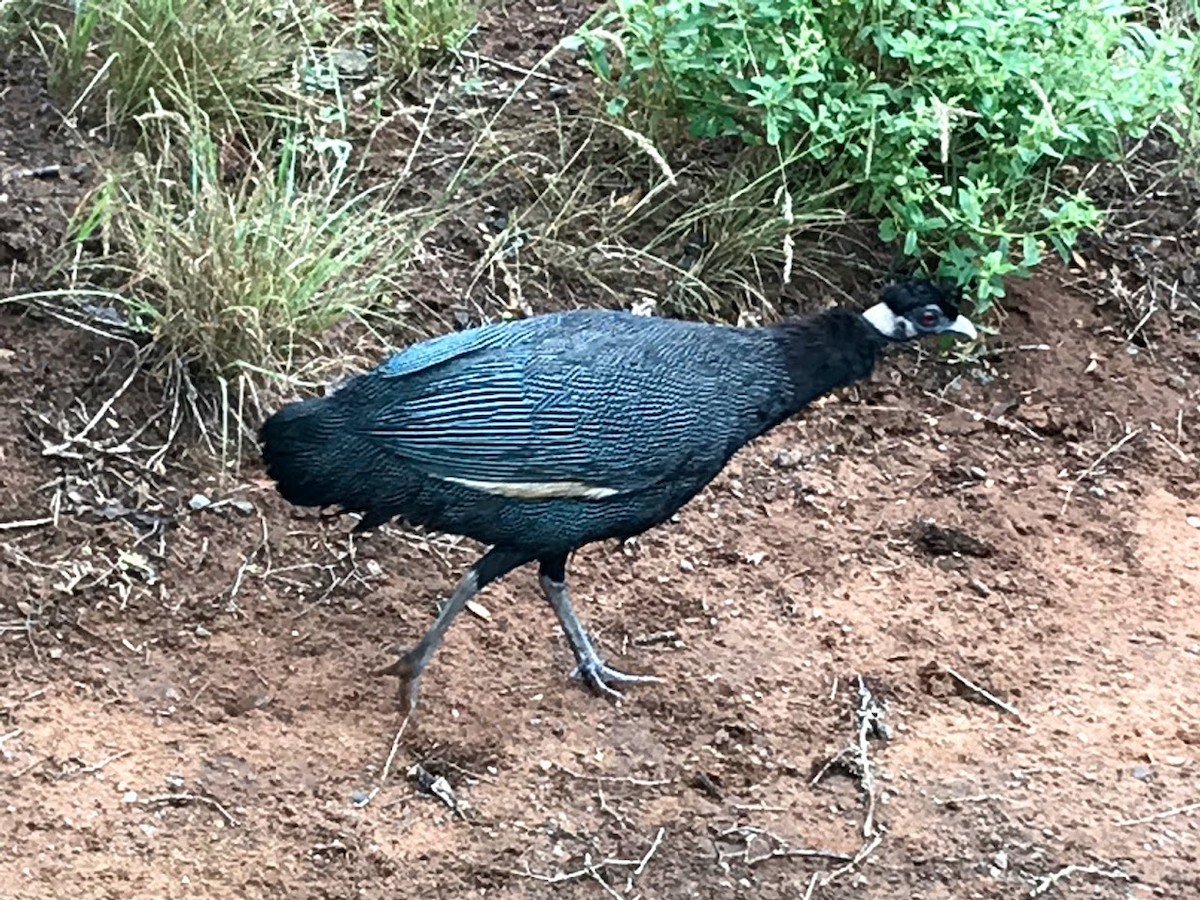 Southern Crested Guineafowl - ML136772281