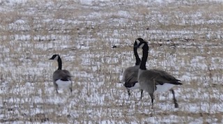 Cackling Goose, ML136773231