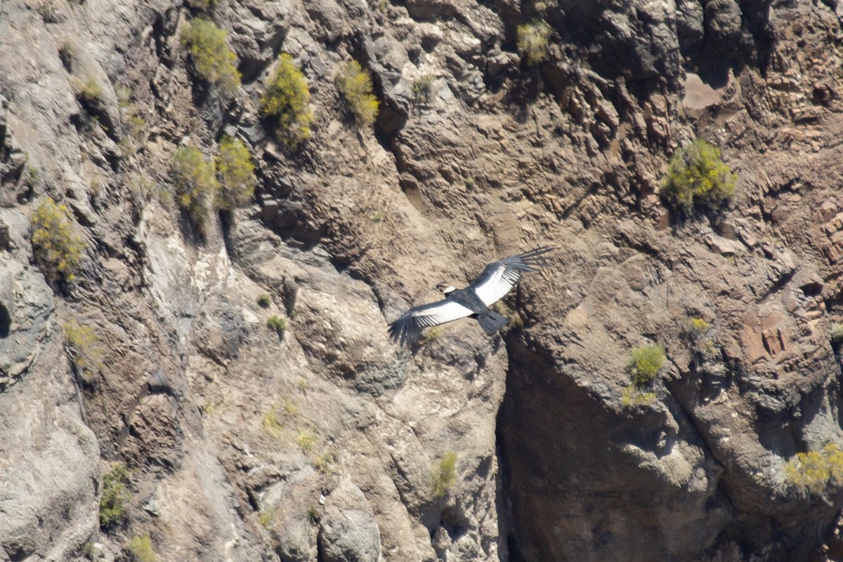 Andean Condor - Joshua Covill