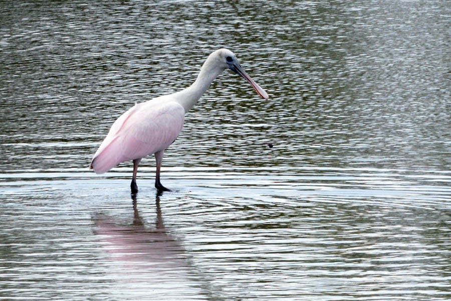 Roseate Spoonbill - Troy Hibbitts