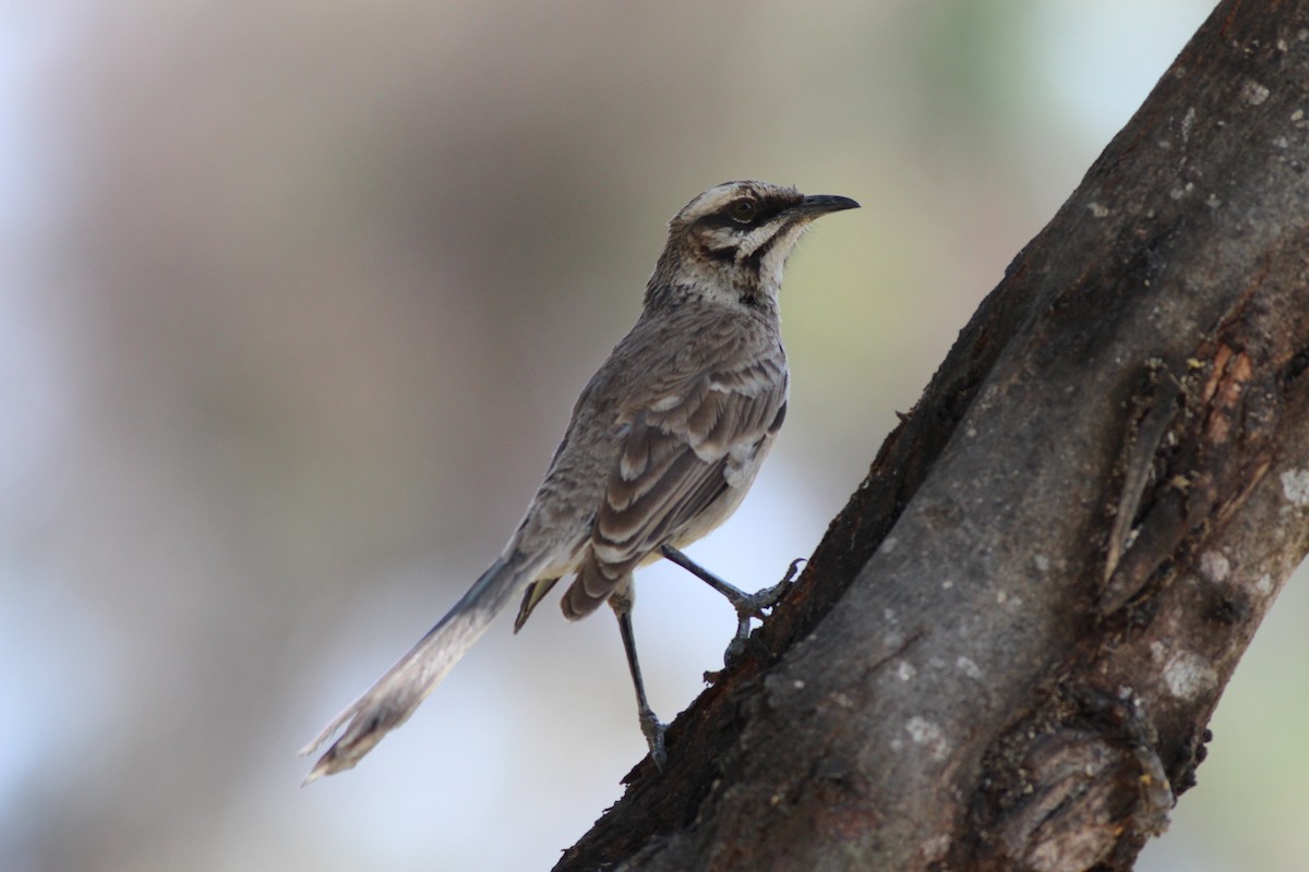 Long-tailed Mockingbird - Steve Gellman