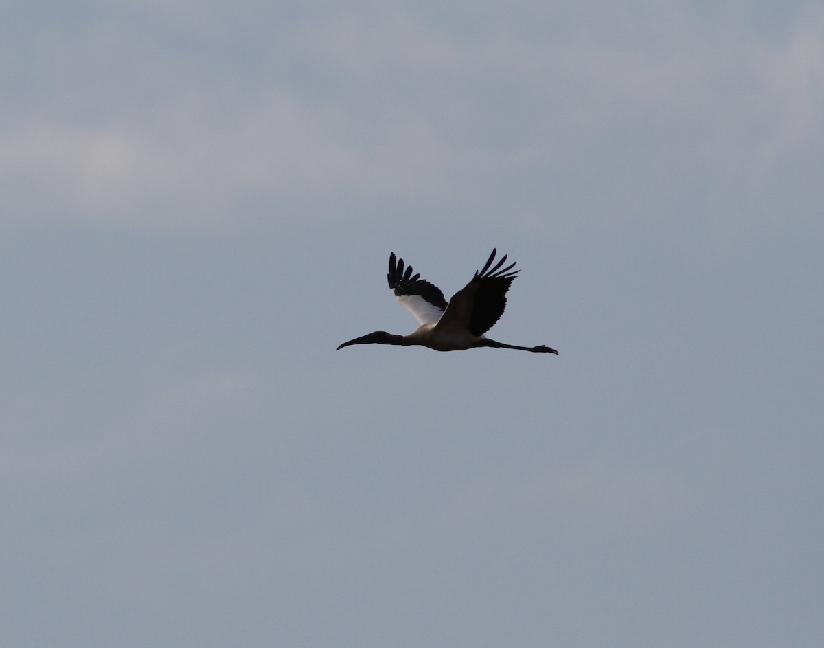 Wood Stork - Maili Waters