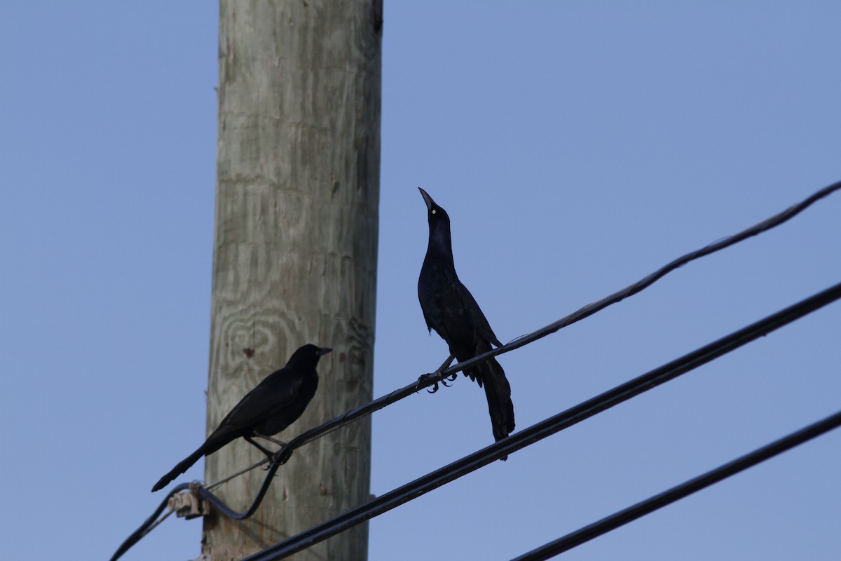 Great-tailed Grackle (Great-tailed) - ML136782421