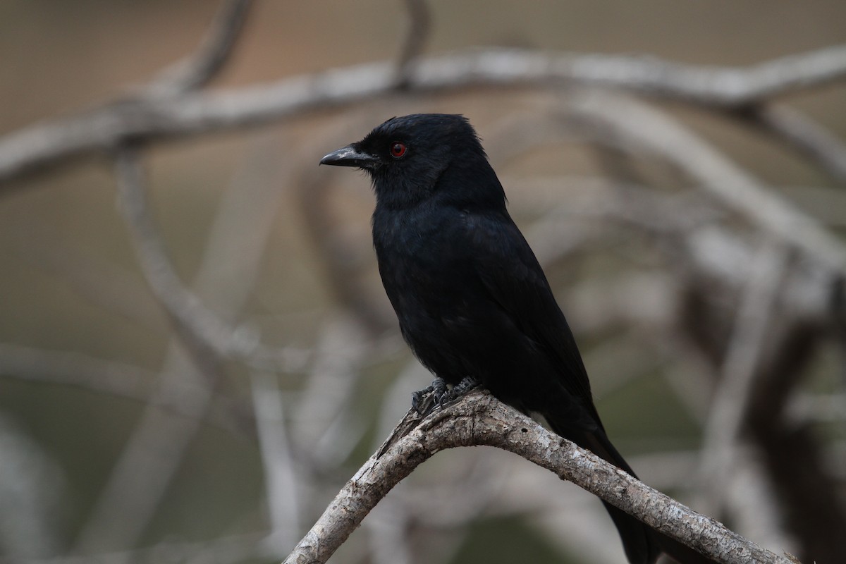Fork-tailed Drongo - ML136783721