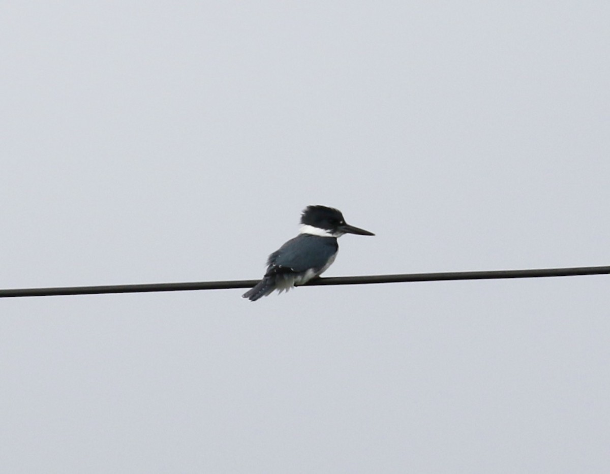 Belted Kingfisher - ML136785191