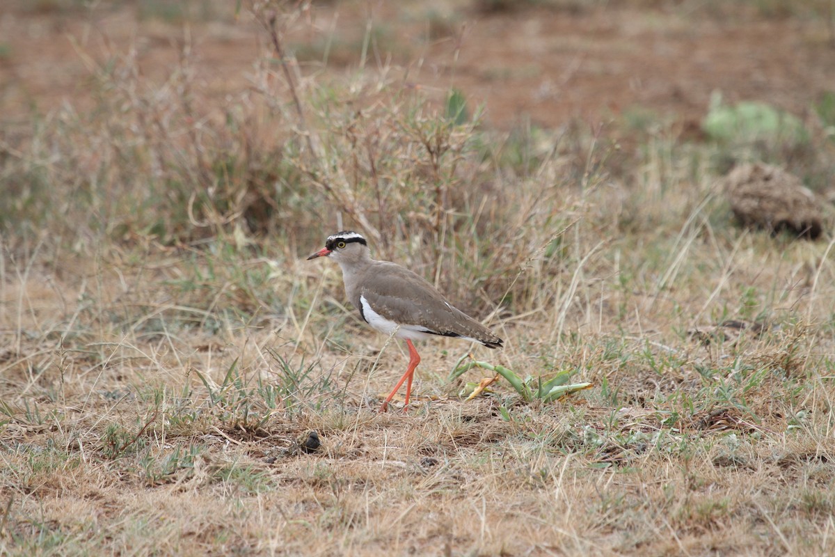 Crowned Lapwing - ML136786051