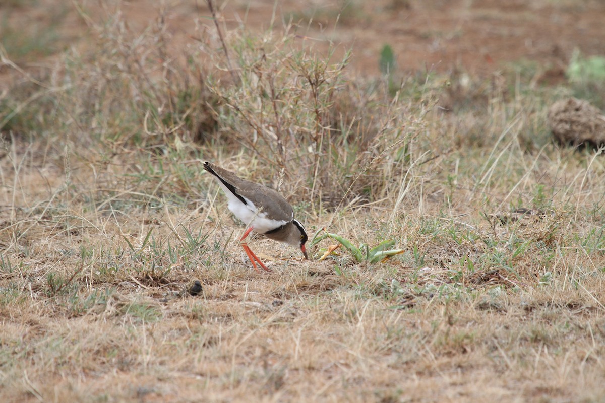 Crowned Lapwing - ML136786101
