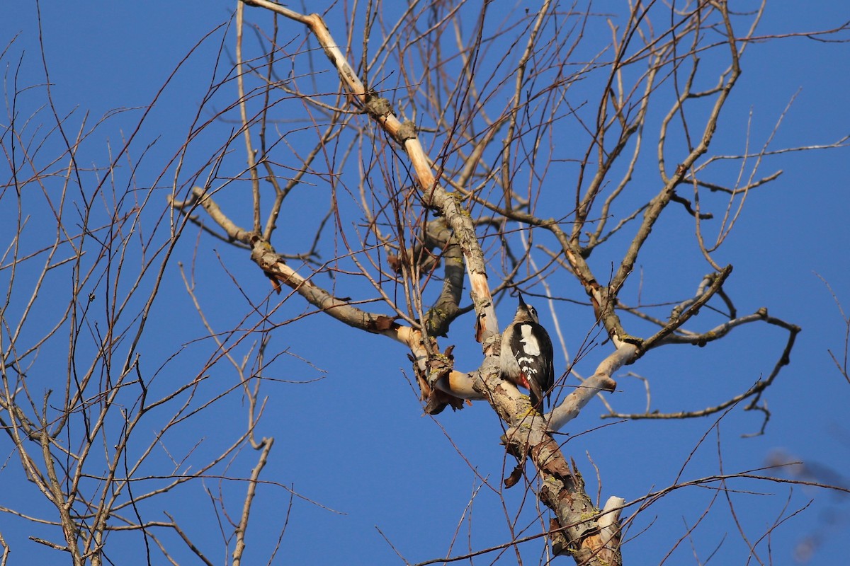 Syrian Woodpecker - ML136788331