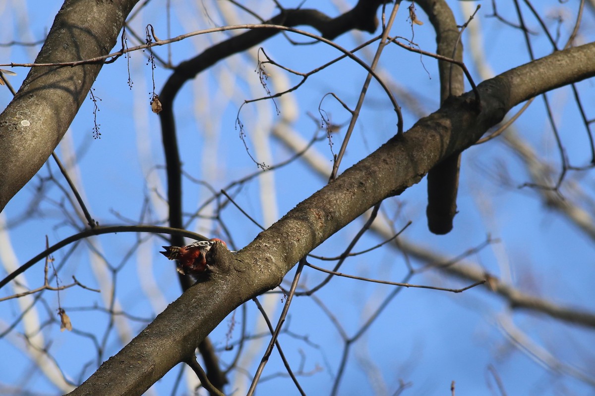 Middle Spotted Woodpecker - ML136788471