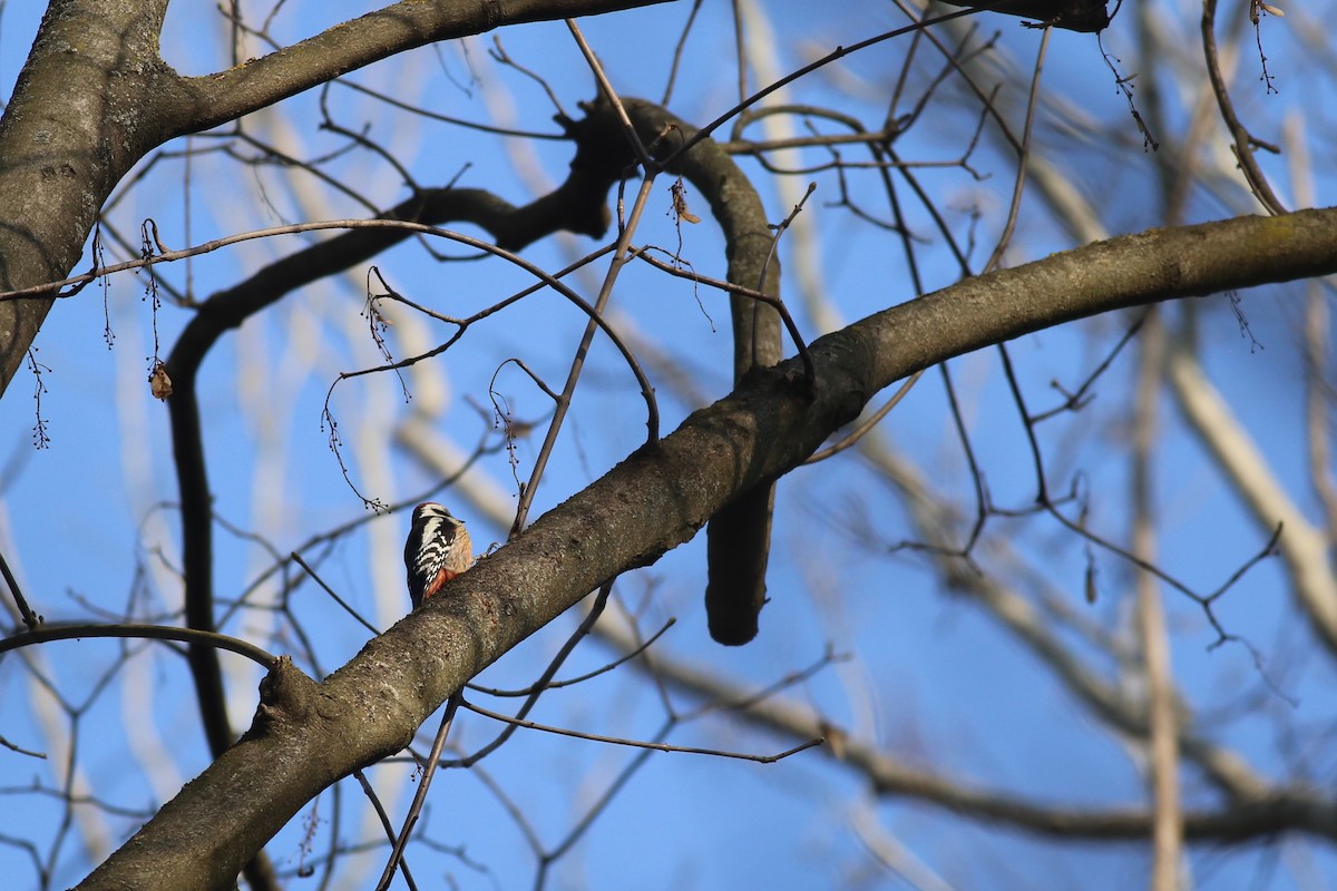 Middle Spotted Woodpecker - ML136788481