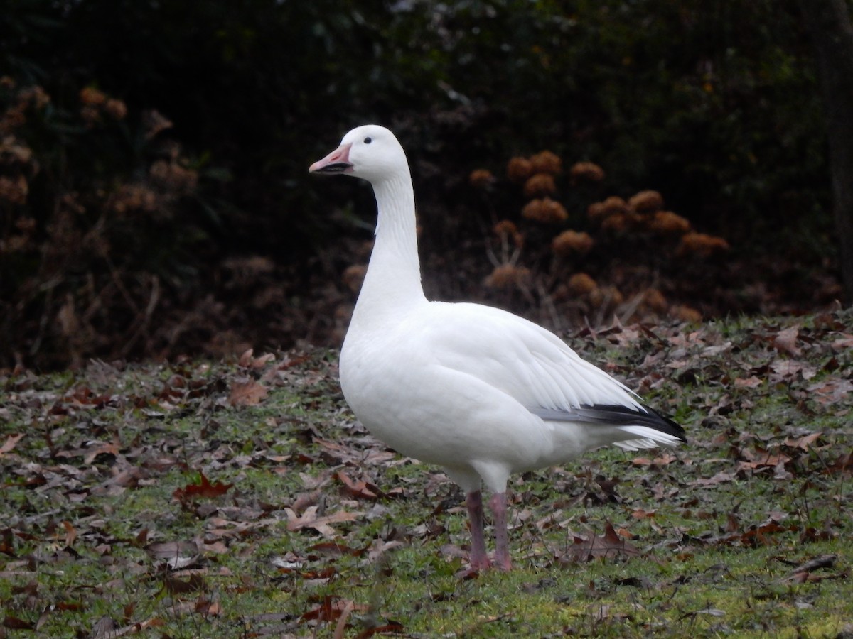 Snow Goose - ML136790091