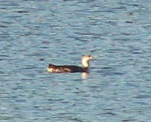 Red-throated Loon - Debby Parker