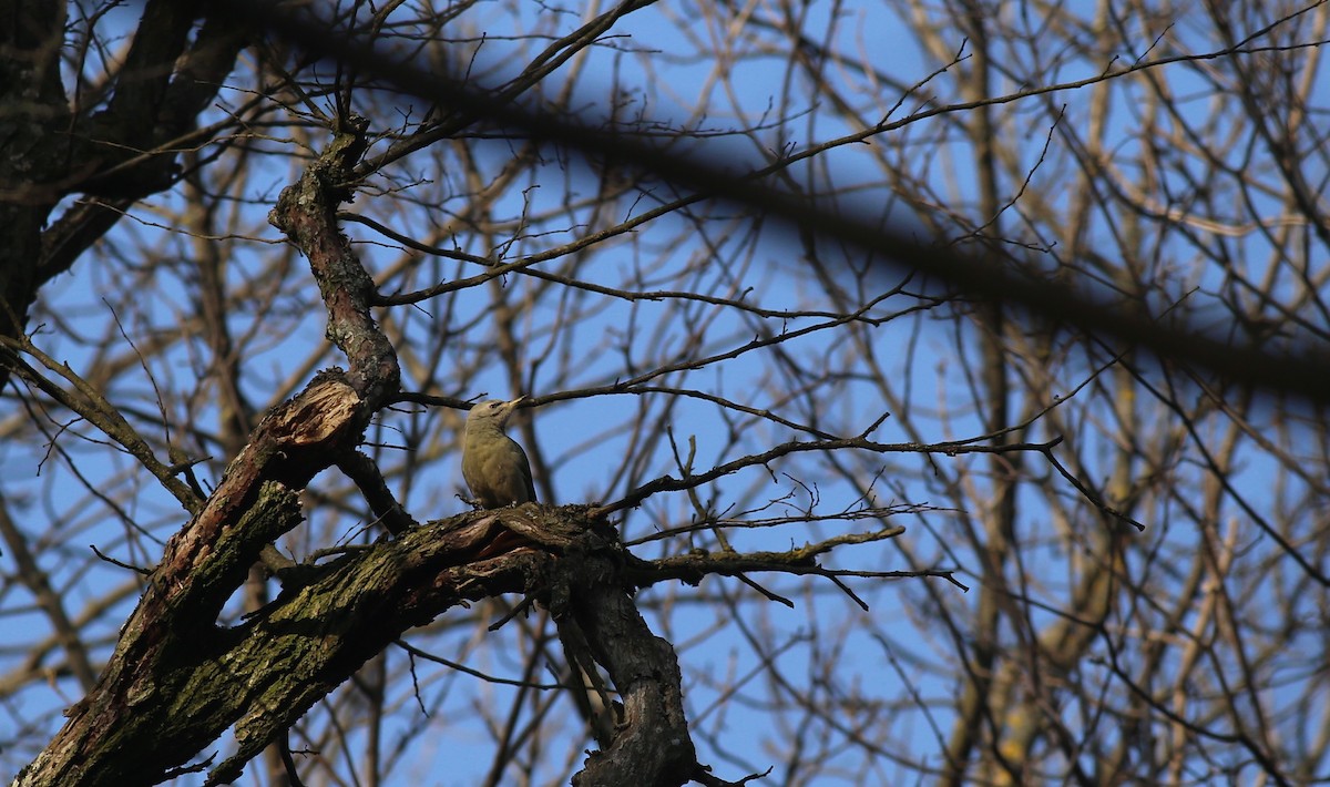 Gray-headed Woodpecker - ML136790951