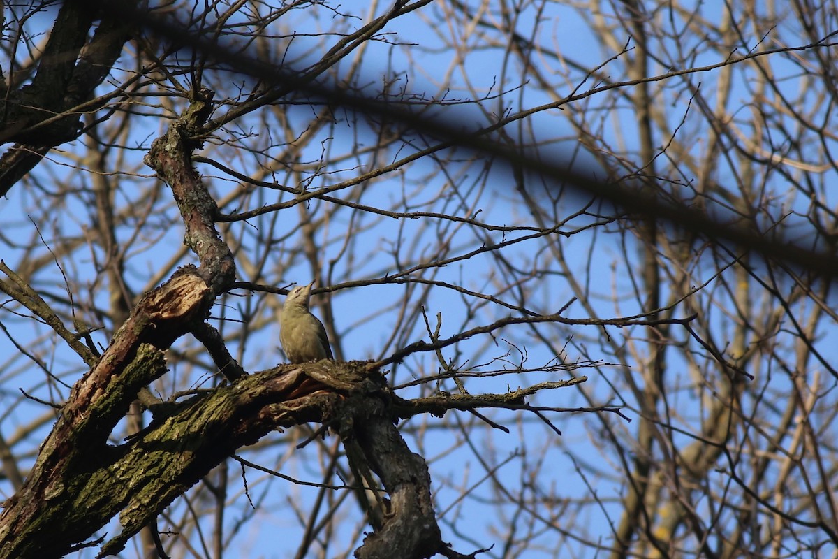 Gray-headed Woodpecker - ML136790961