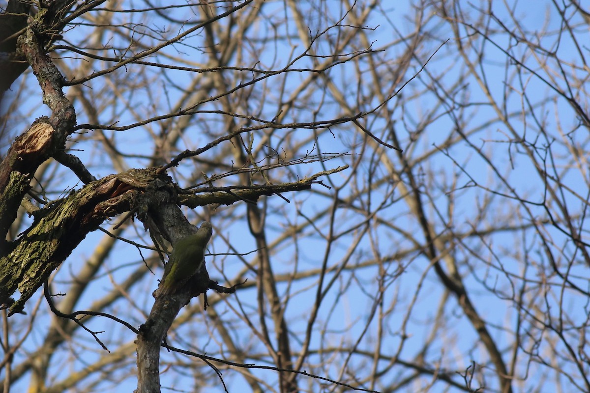 Gray-headed Woodpecker - ML136790971