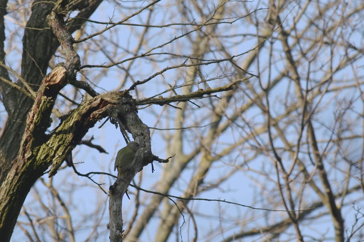 Gray-headed Woodpecker - Peter Hosner