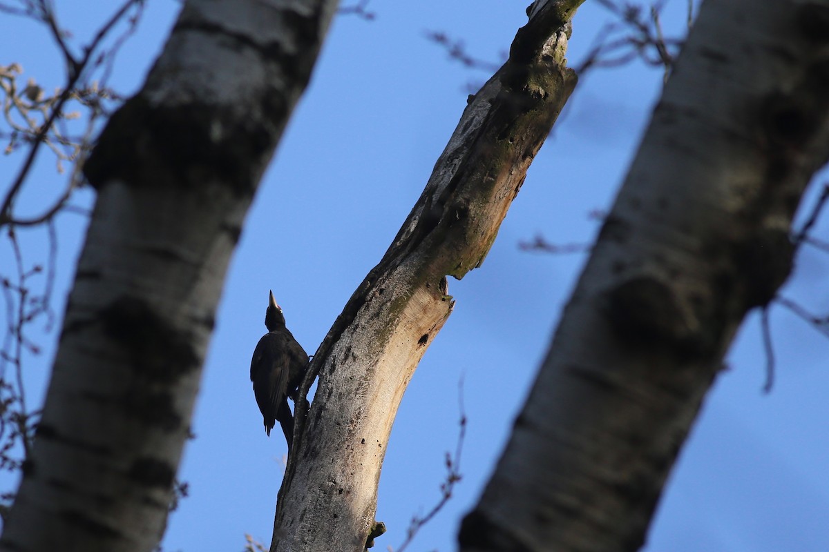 Black Woodpecker - Peter Hosner