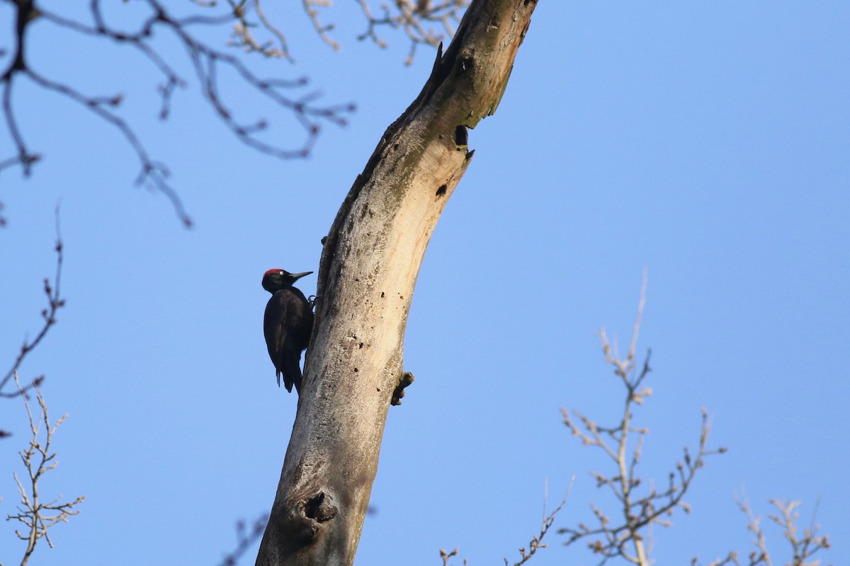 Black Woodpecker - Peter Hosner