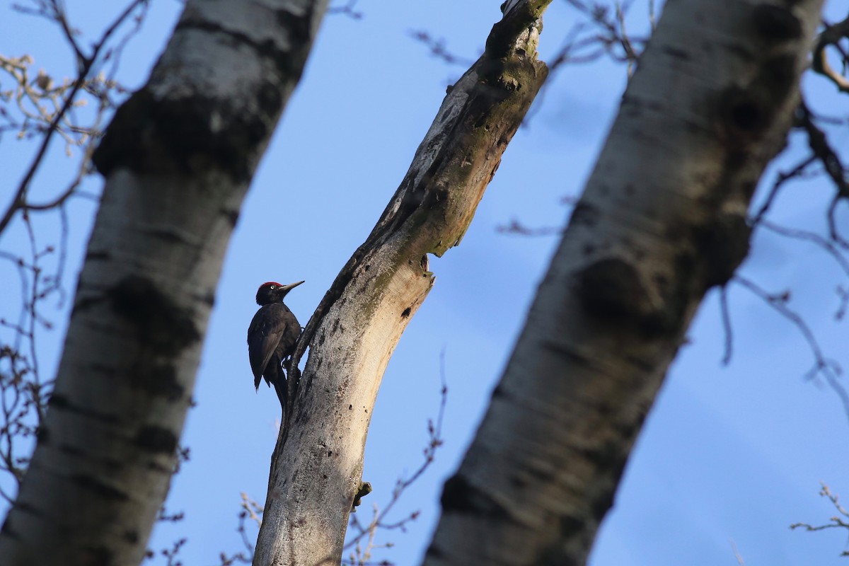 Black Woodpecker - ML136791621