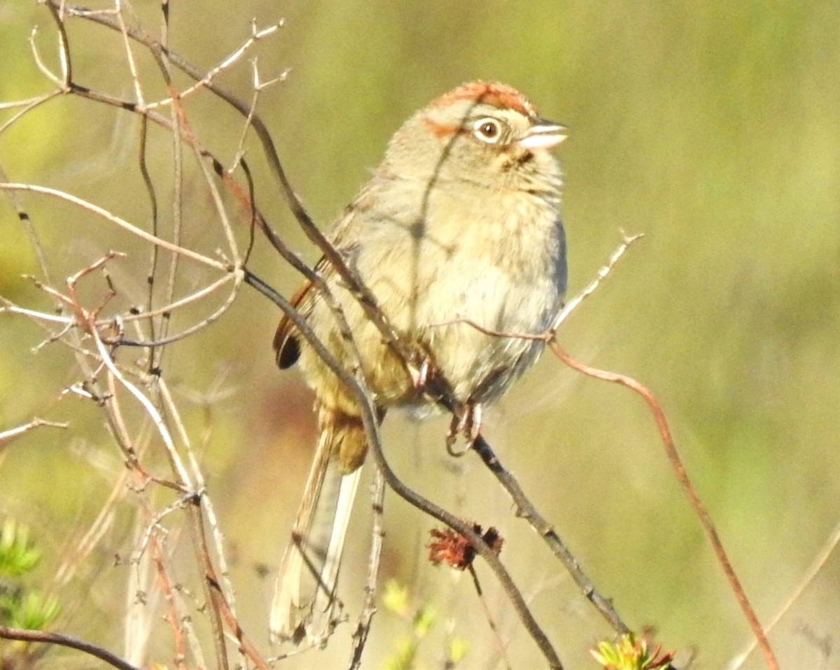 Rufous-crowned Sparrow - Greg Cross