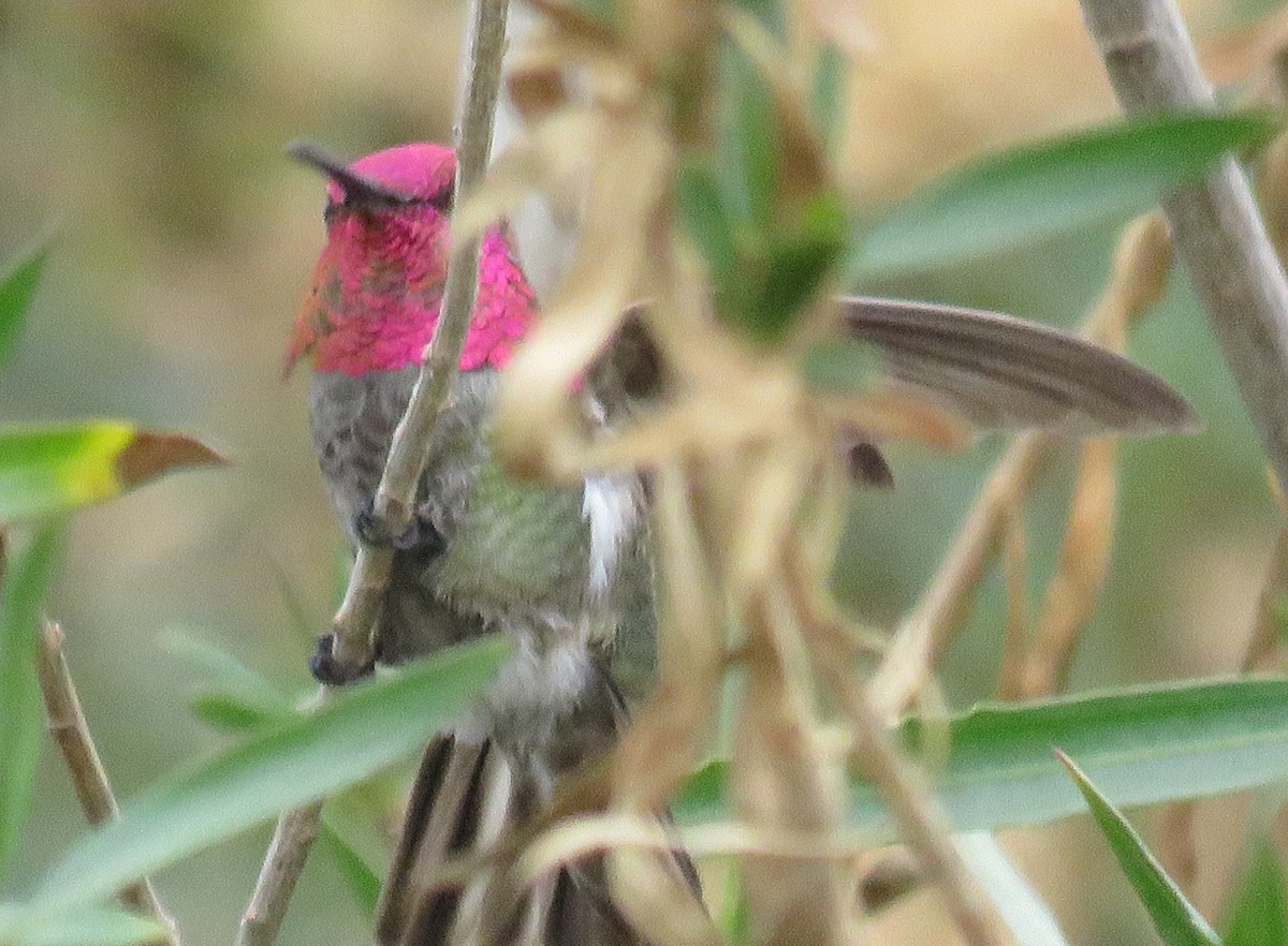 Anna's Hummingbird - ML136794301