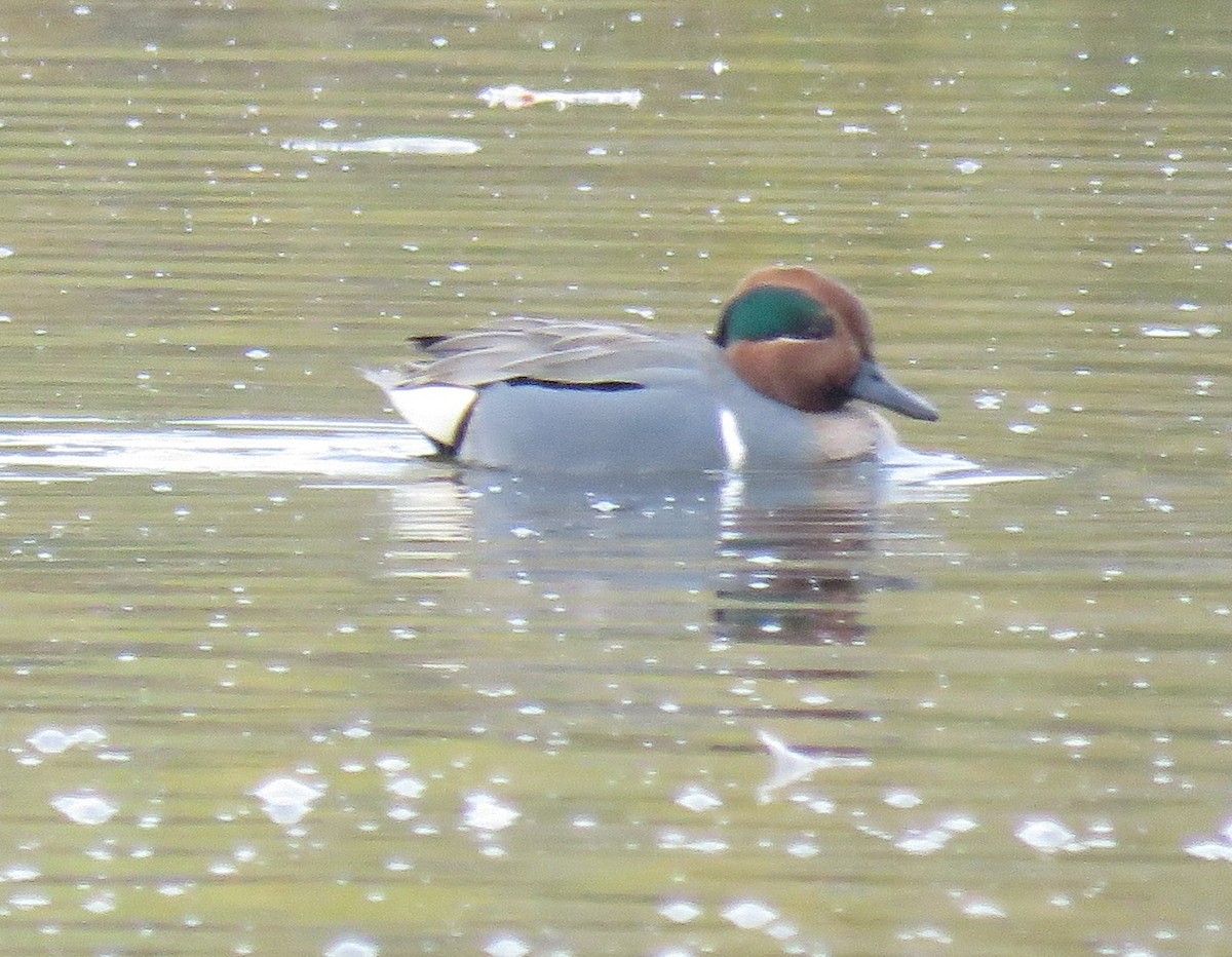 Green-winged Teal - ML136794971