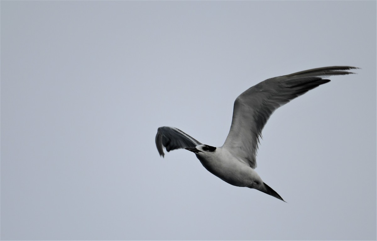 Gull-billed Tern - Mohammed Sayeer