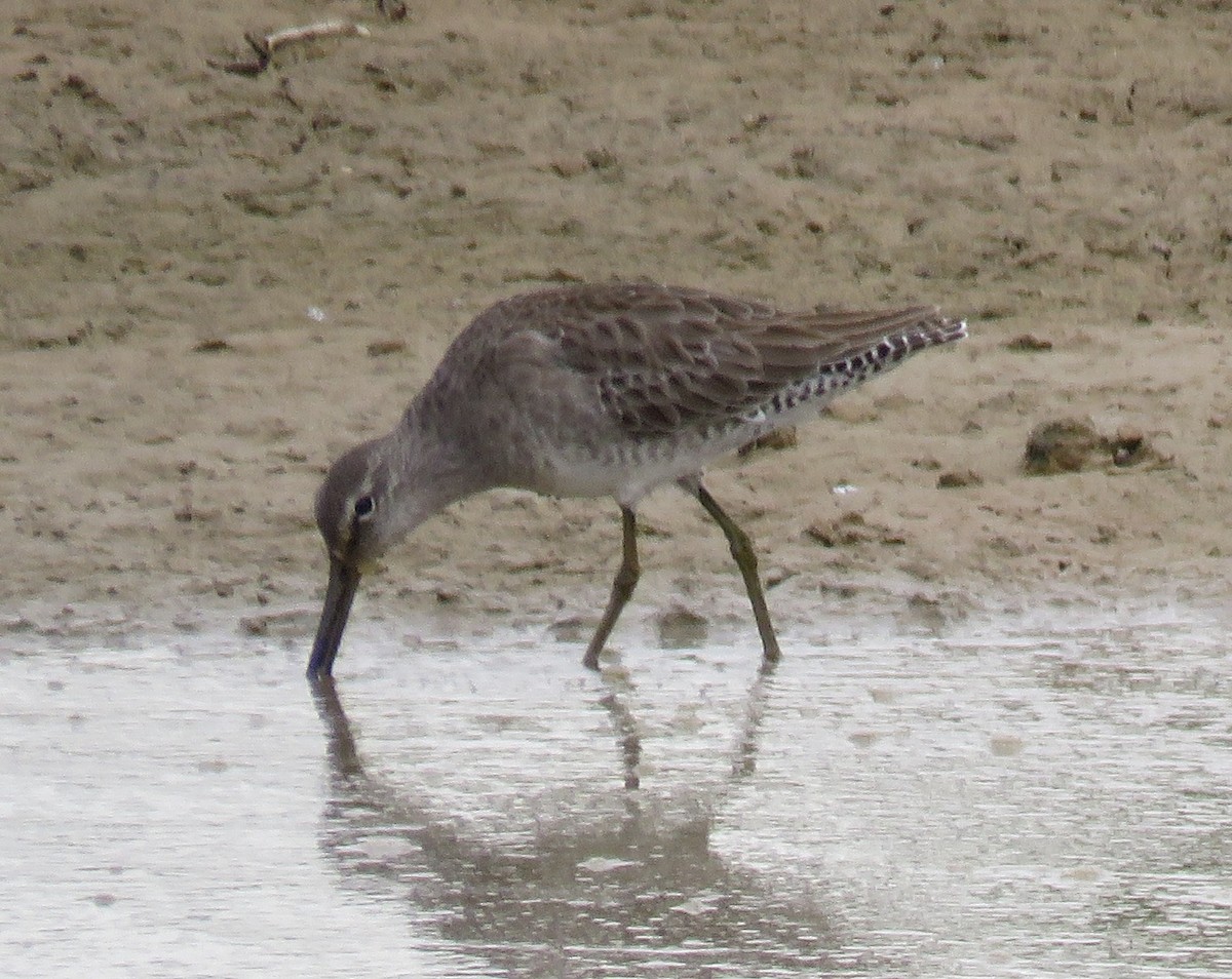 Long-billed Dowitcher - ML136795921