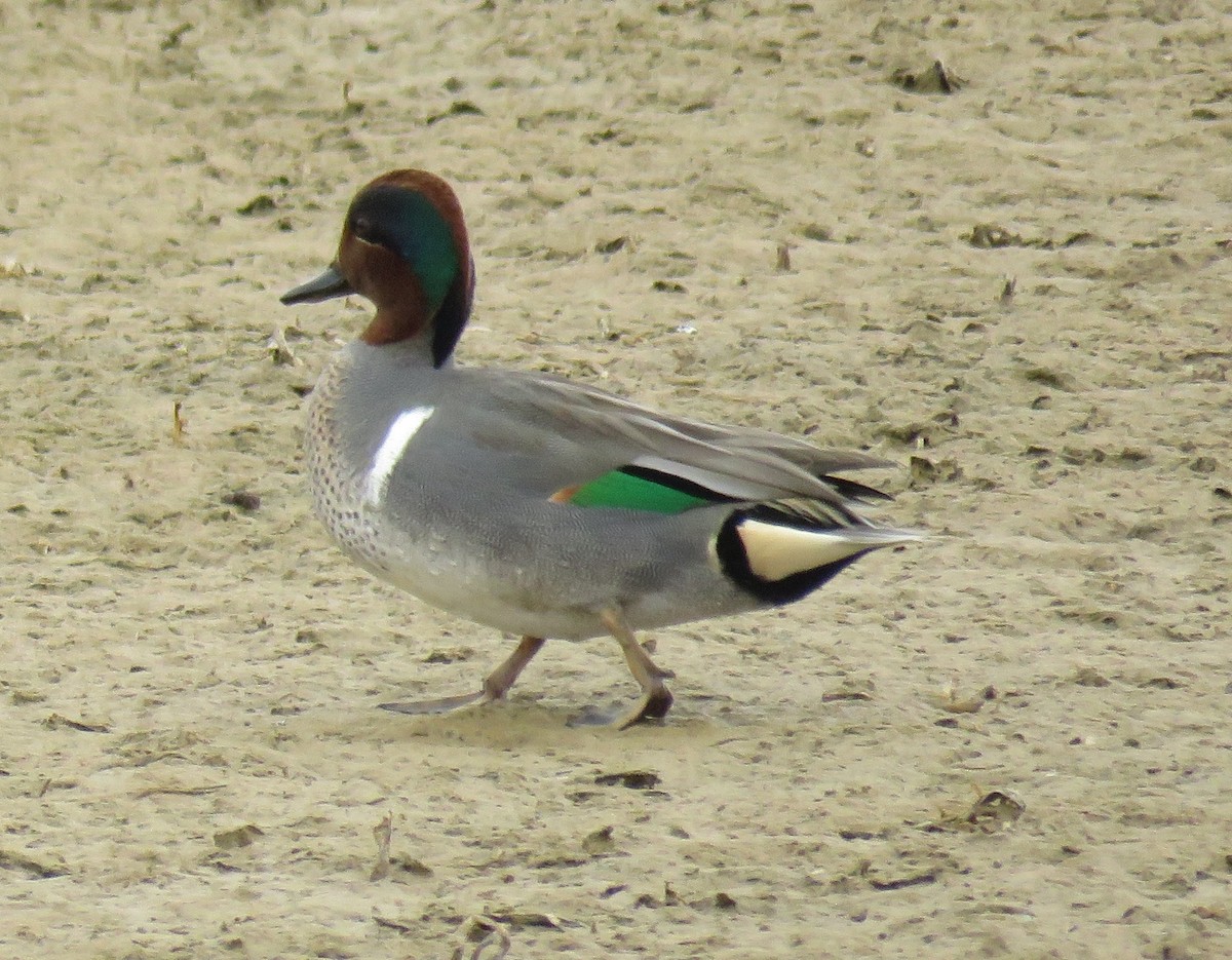 Green-winged Teal - ML136796061