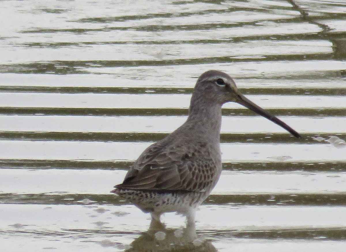 Long-billed Dowitcher - ML136796221