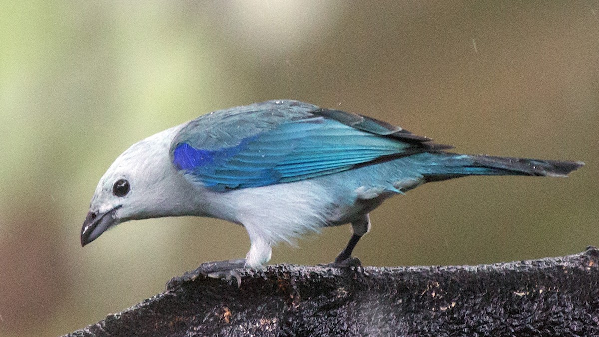 Blue-gray Tanager - ML136797871