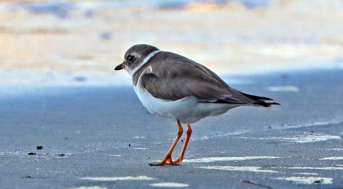 Semipalmated Plover - ML136797971