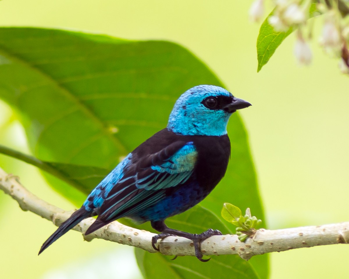 Blue-necked Tanager - ML136798021
