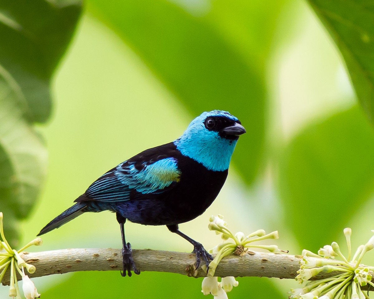 Blue-necked Tanager - ML136798231