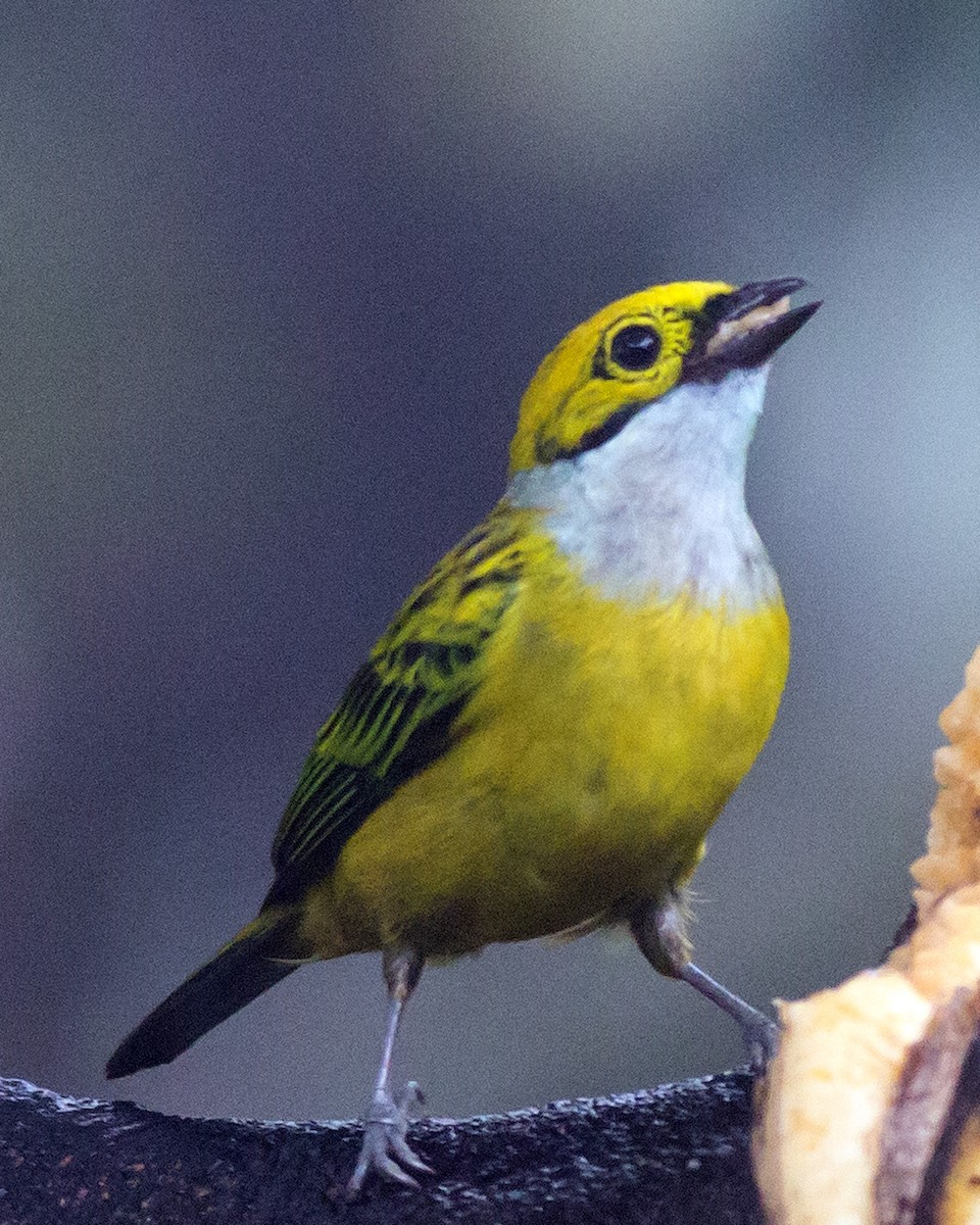 Silver-throated Tanager - ML136798421