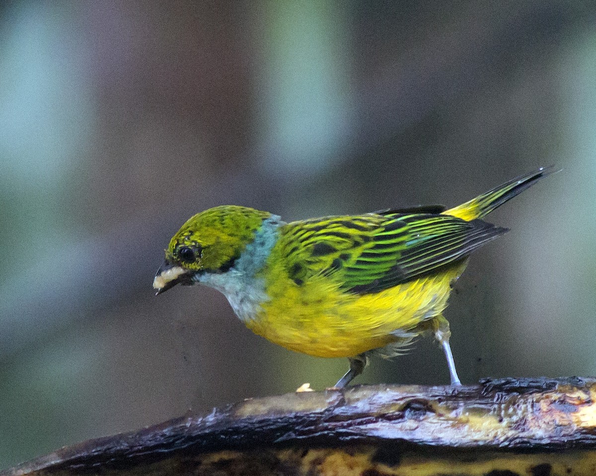 Silver-throated Tanager - ML136798431