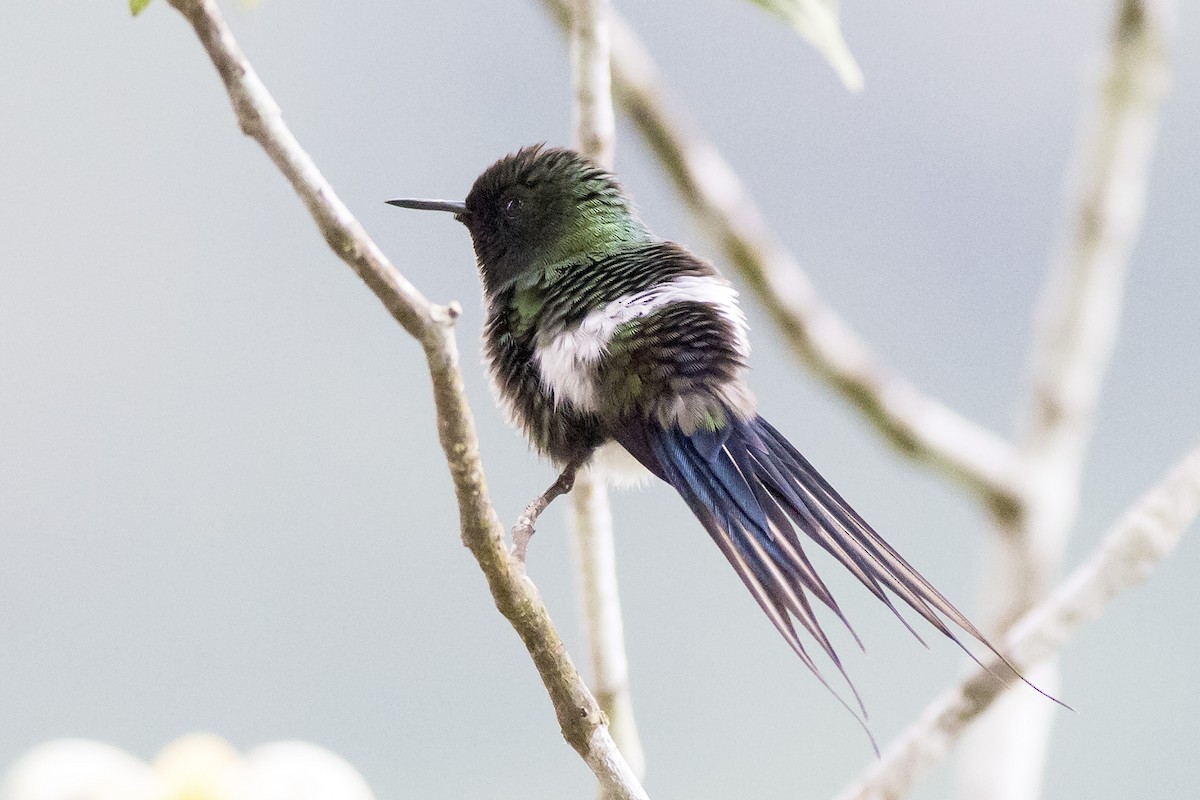 kolibřík trnoocasý - ML136798601
