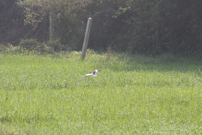 White-tailed Lapwing - ML136799391